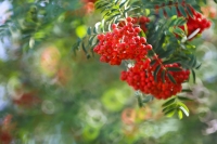 Самогон из рябины Самогон из рябины